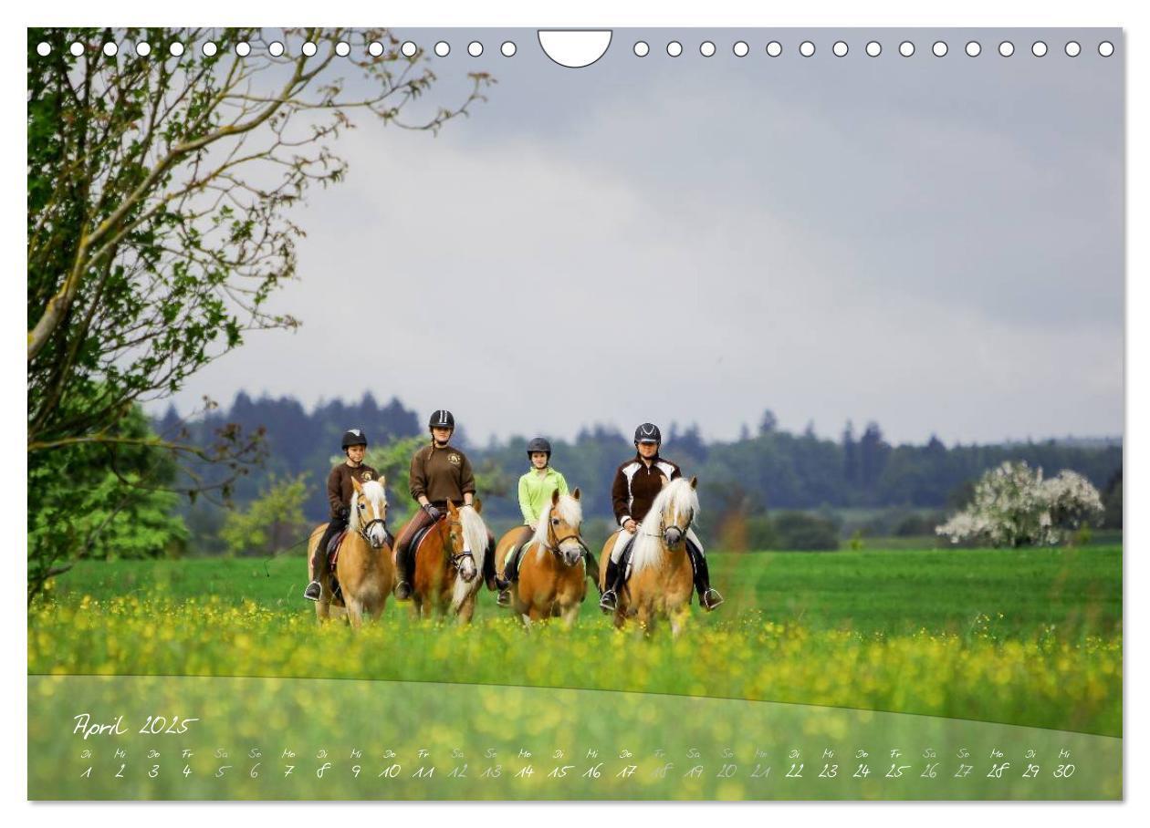 Bild: 9783435505494 | Haflinger-Pferde in Reinzucht (Wandkalender 2025 DIN A4 quer),...