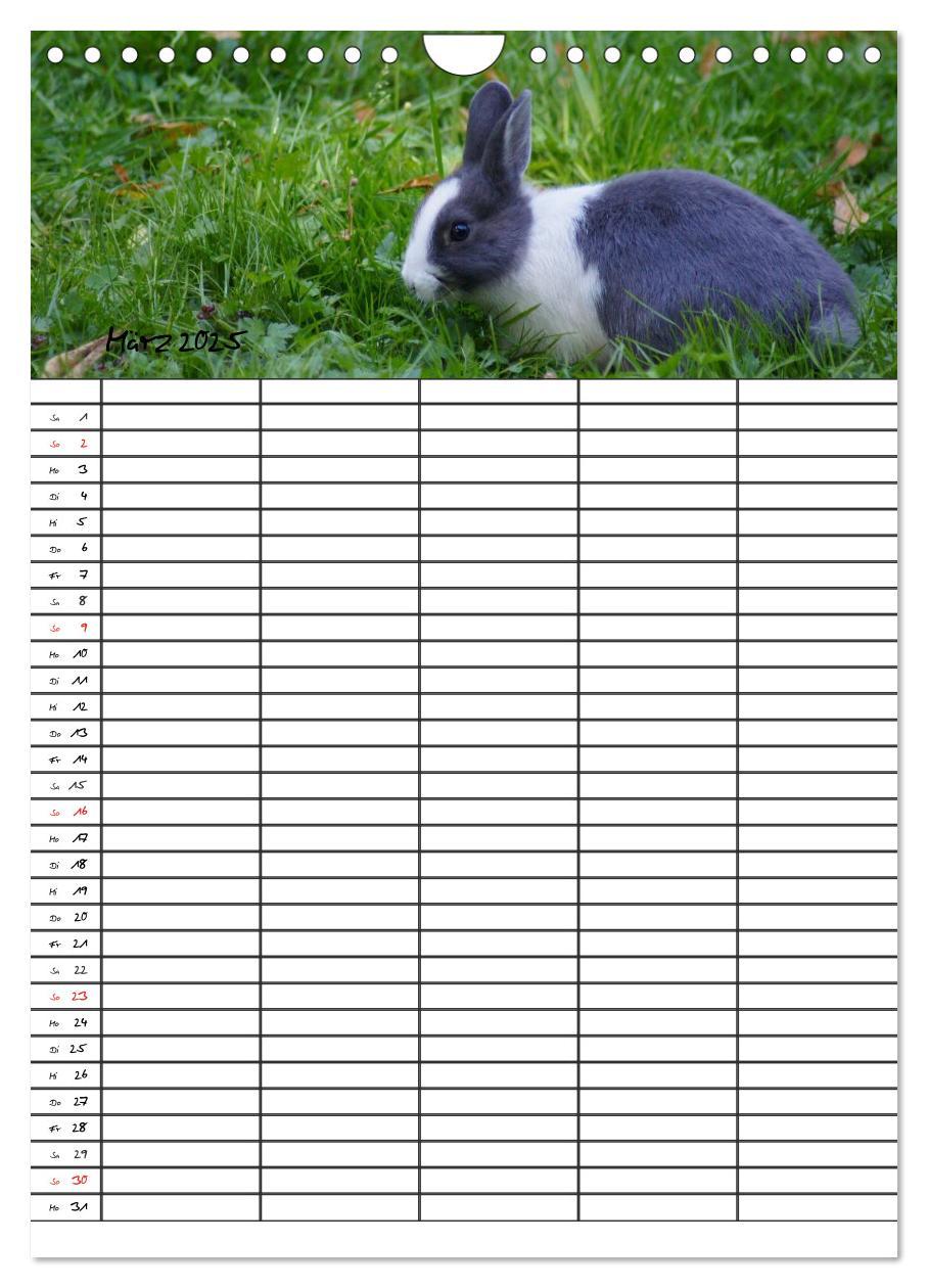 Bild: 9783457026205 | Meerschweinchen und Kaninchen Familienplaner (Wandkalender 2025 DIN...