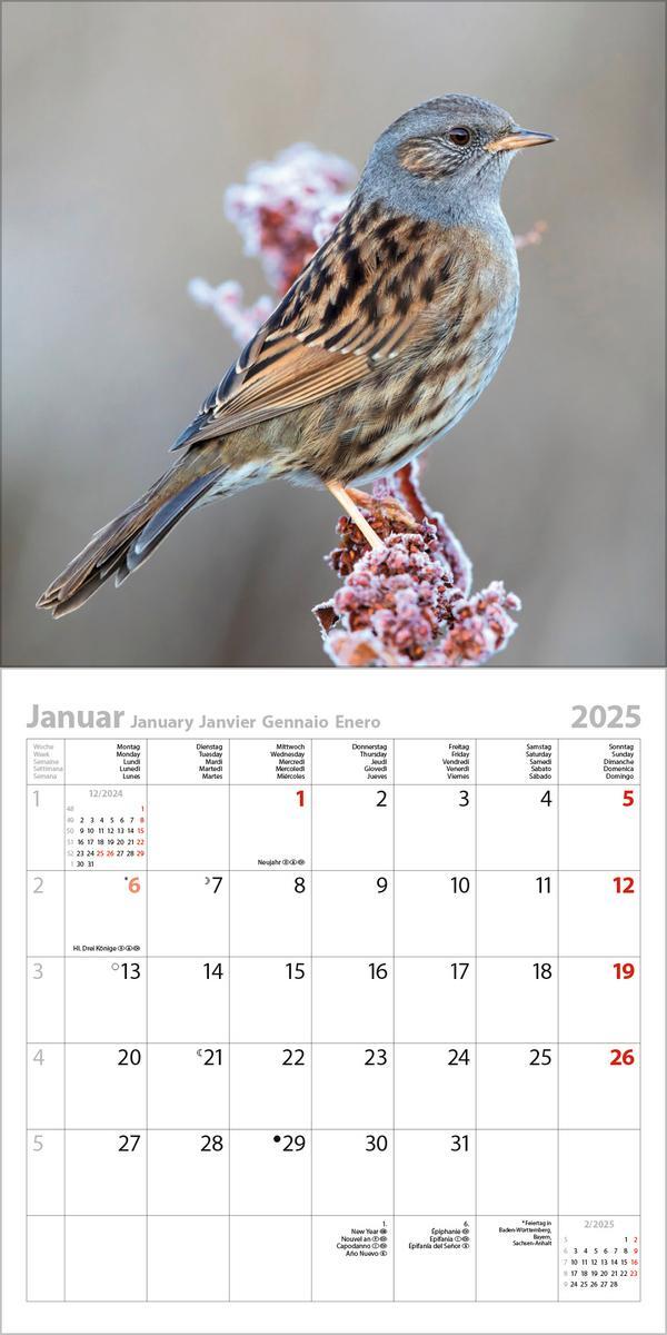 Bild: 9783731876519 | Vögel 2025 | Verlag Korsch | Kalender | 13 S. | Deutsch | 2025