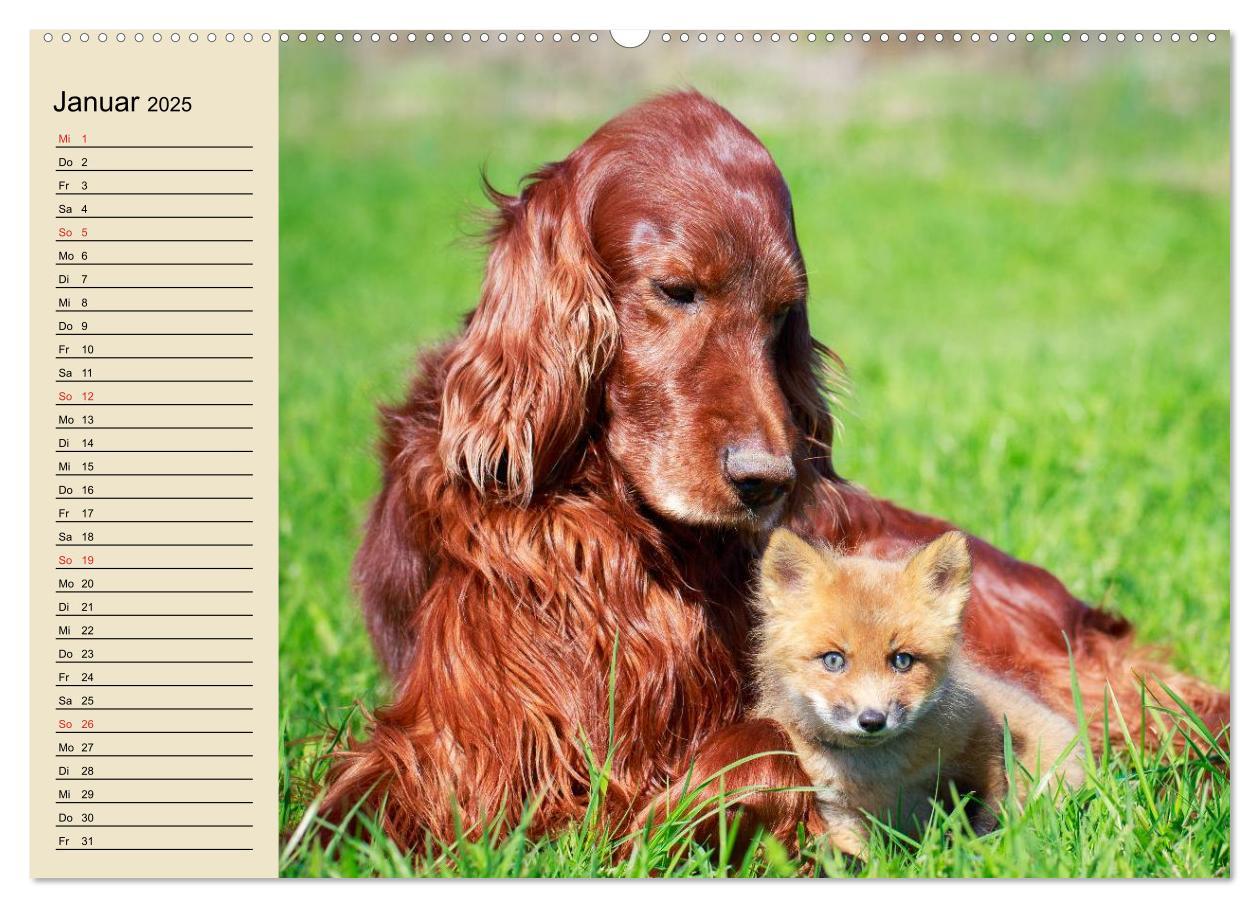 Bild: 9783435514786 | Beste Freunde. Bezaubernde Tierfreundschaften (Wandkalender 2025...