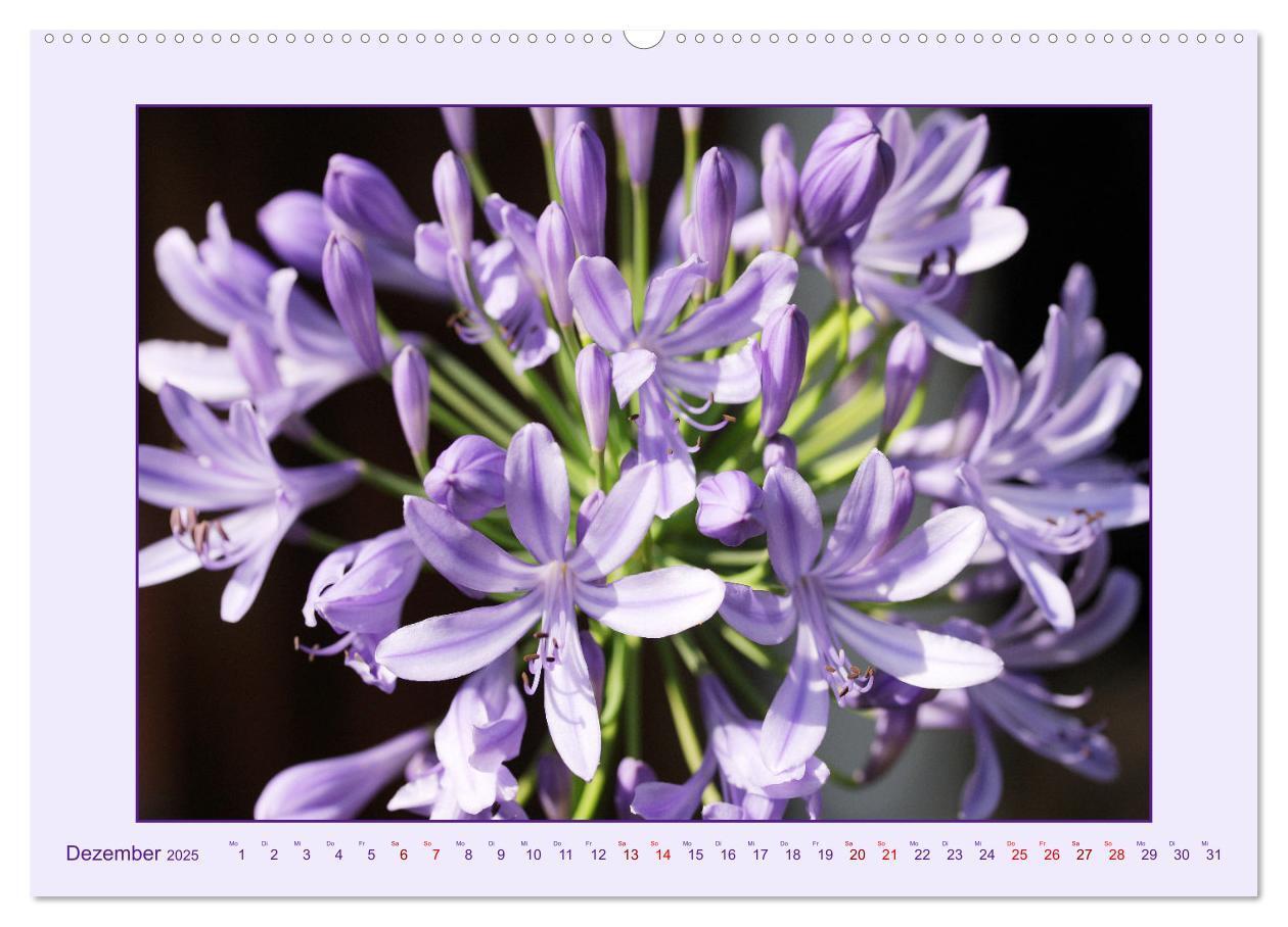 Bild: 9783435030682 | Schmucklilie - Agapanthus (hochwertiger Premium Wandkalender 2025...