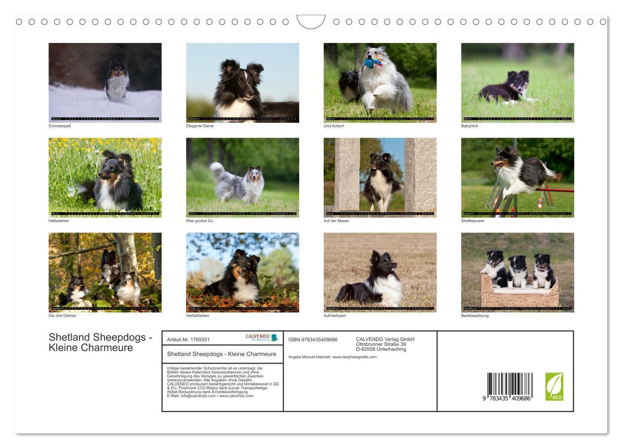 Bild: 9783435409686 | Shetland Sheepdogs - Kleine Charmeure (Wandkalender 2025 DIN A3...