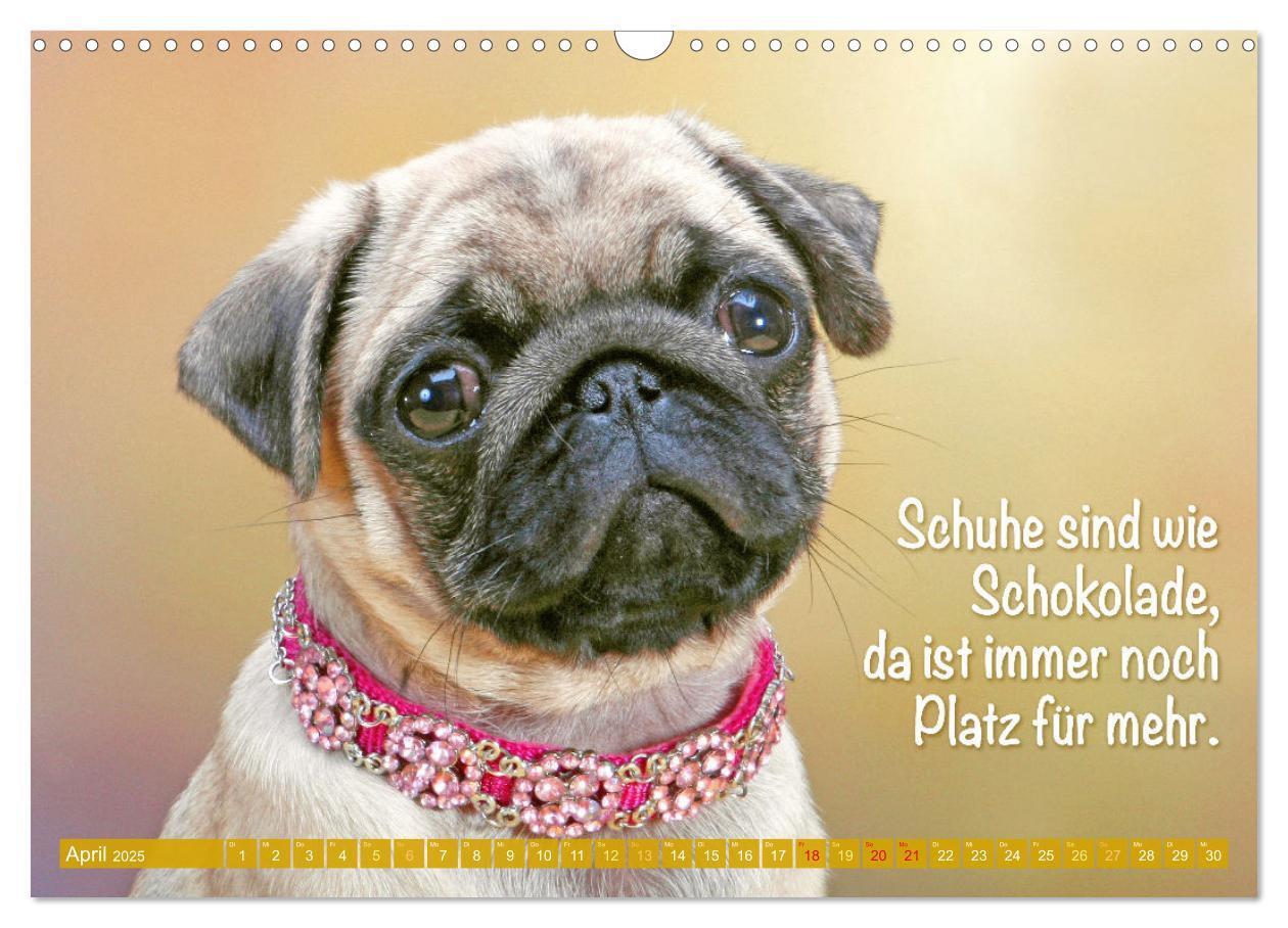 Bild: 9783457167168 | Lächeln mit Mops (Wandkalender 2025 DIN A3 quer), CALVENDO...