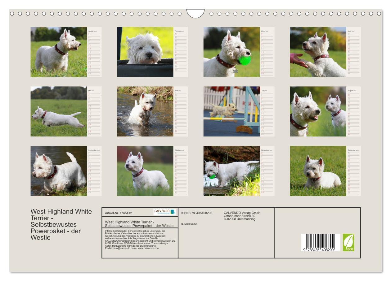 Bild: 9783435408290 | West Highland White Terrier - Selbstbewustes Powerpaket - der...