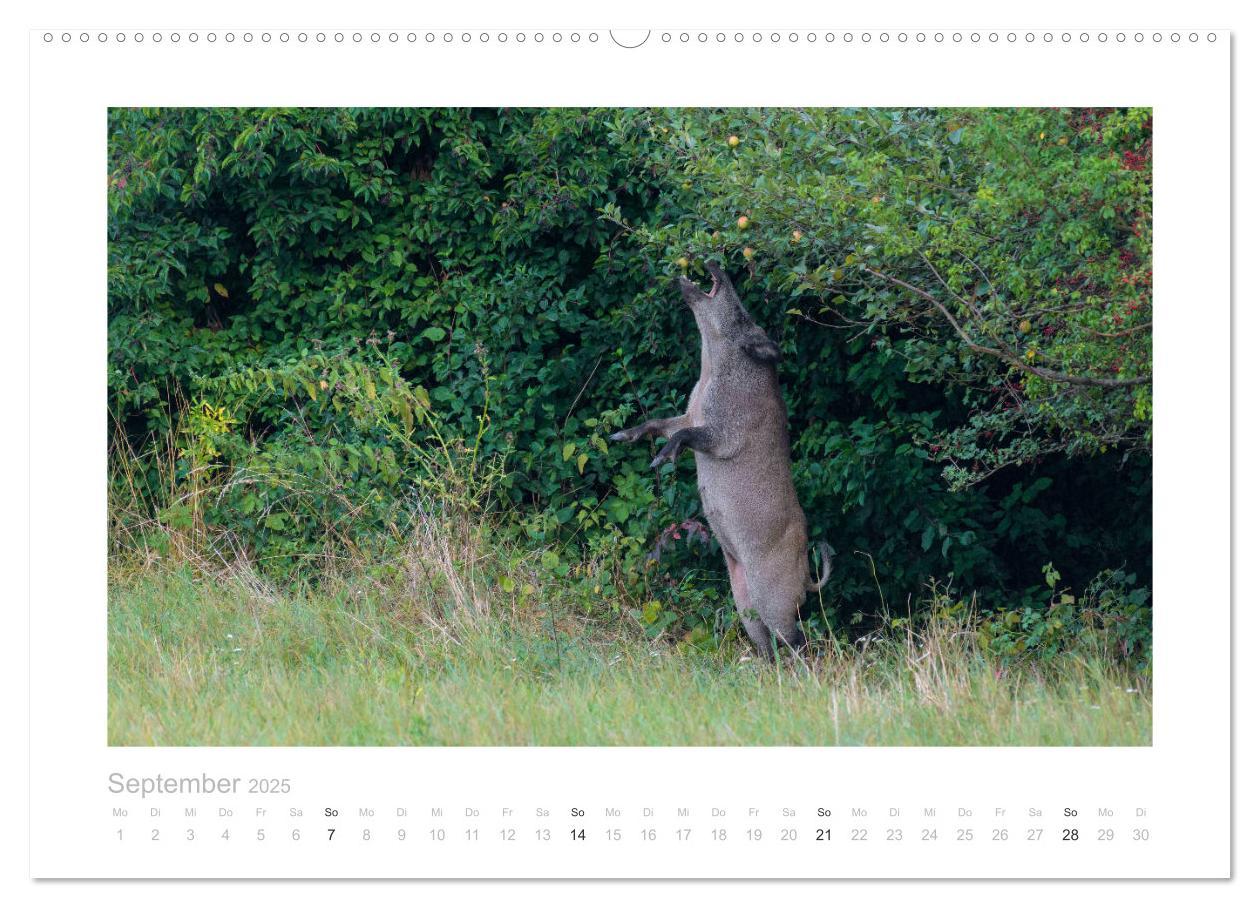 Bild: 9783383947681 | Wildschweine ¿ Wildlife Fotografien (Wandkalender 2025 DIN A2...