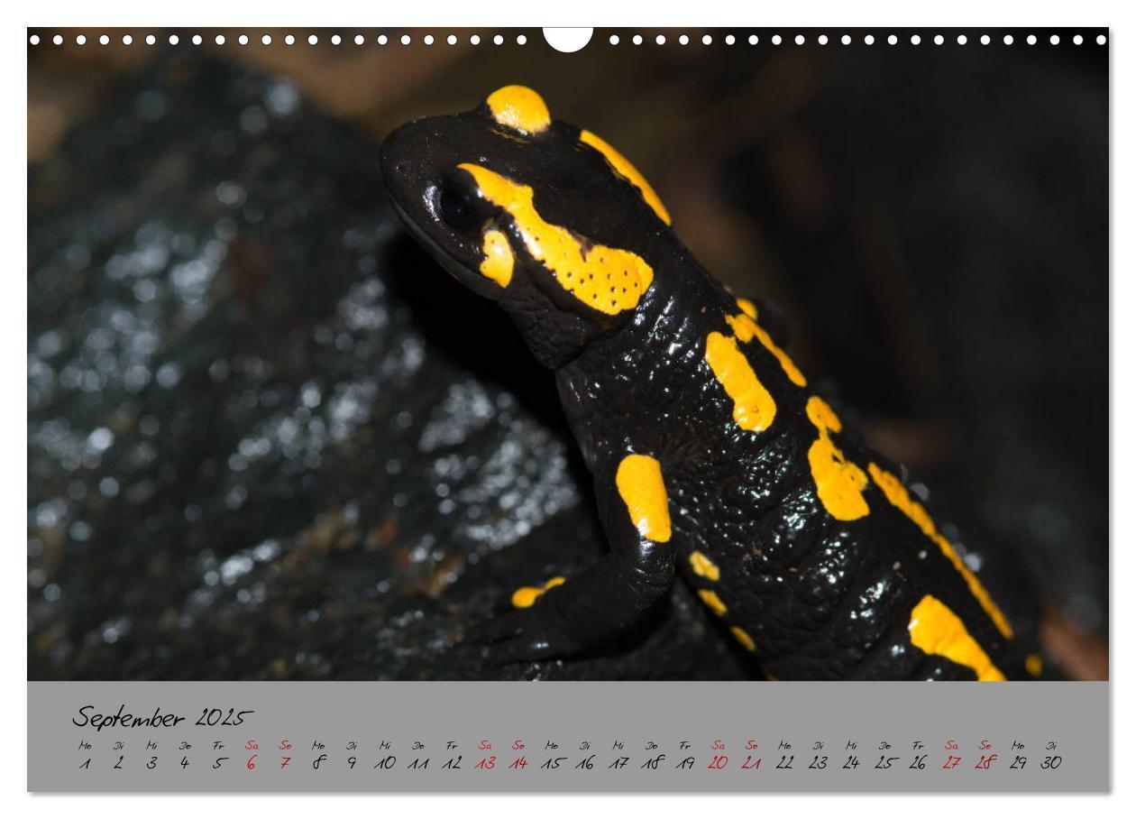 Bild: 9783435172849 | Feuersalamander - Liebenswerte Heimlichtuer (Wandkalender 2025 DIN...