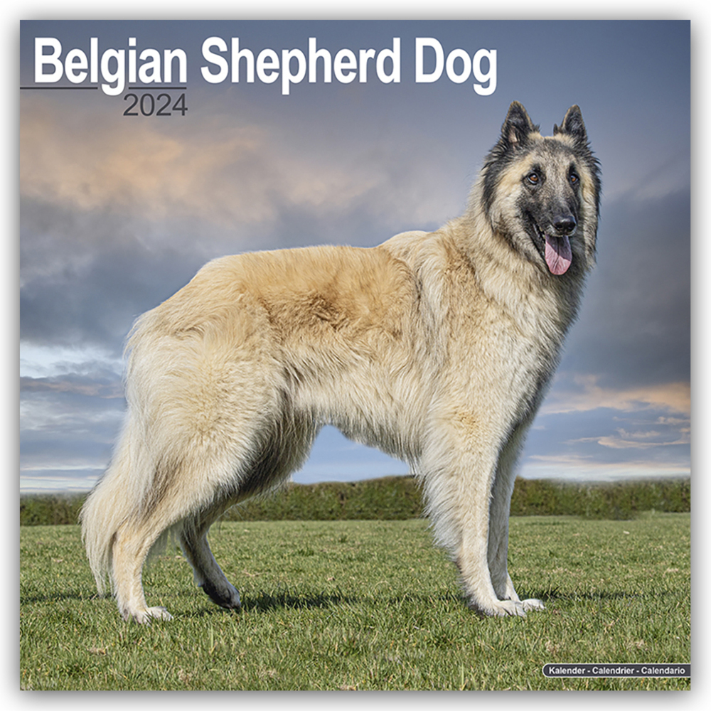 Cover: 9781804600139 | Belgian Shepherd Dog - Belgischer Schäferhund 2024 - 16-Monatskalender