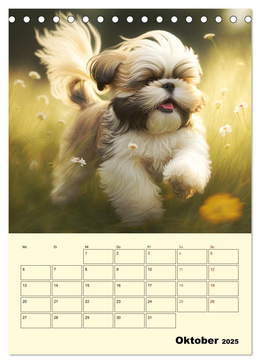 Bild: 9783435874514 | Shih Tzu Alarm. Glückliche Wuschelköpfe (Tischkalender 2025 DIN A5...