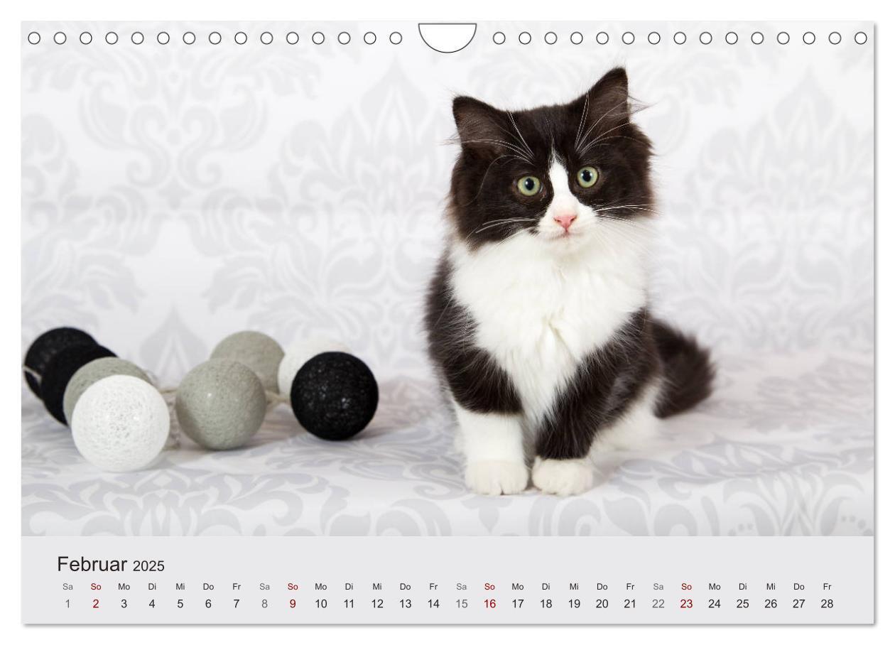 Bild: 9783435341627 | Flauschige Ragdoll Kitten (Wandkalender 2025 DIN A4 quer), CALVENDO...