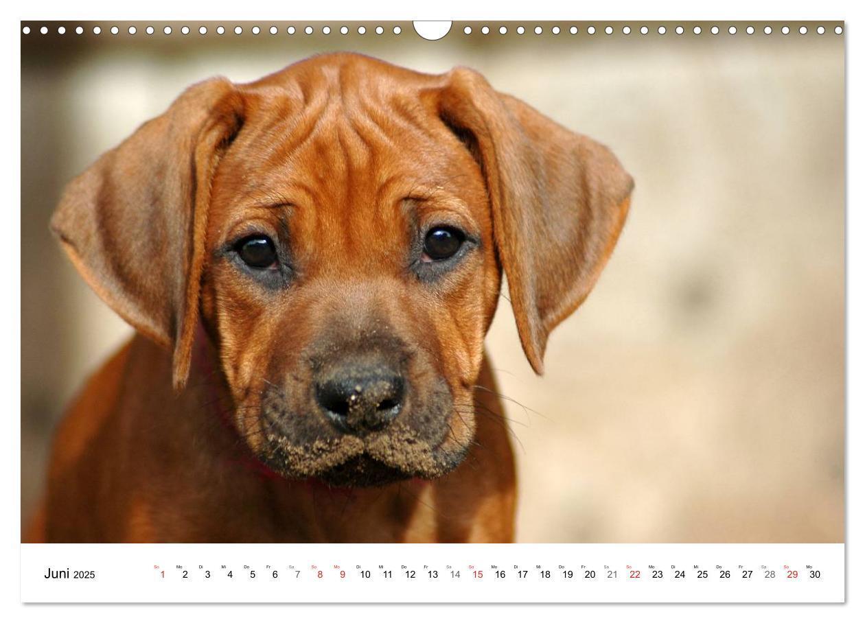 Bild: 9783435623518 | Rhodesian Ridgeback Welpen (Wandkalender 2025 DIN A3 quer),...