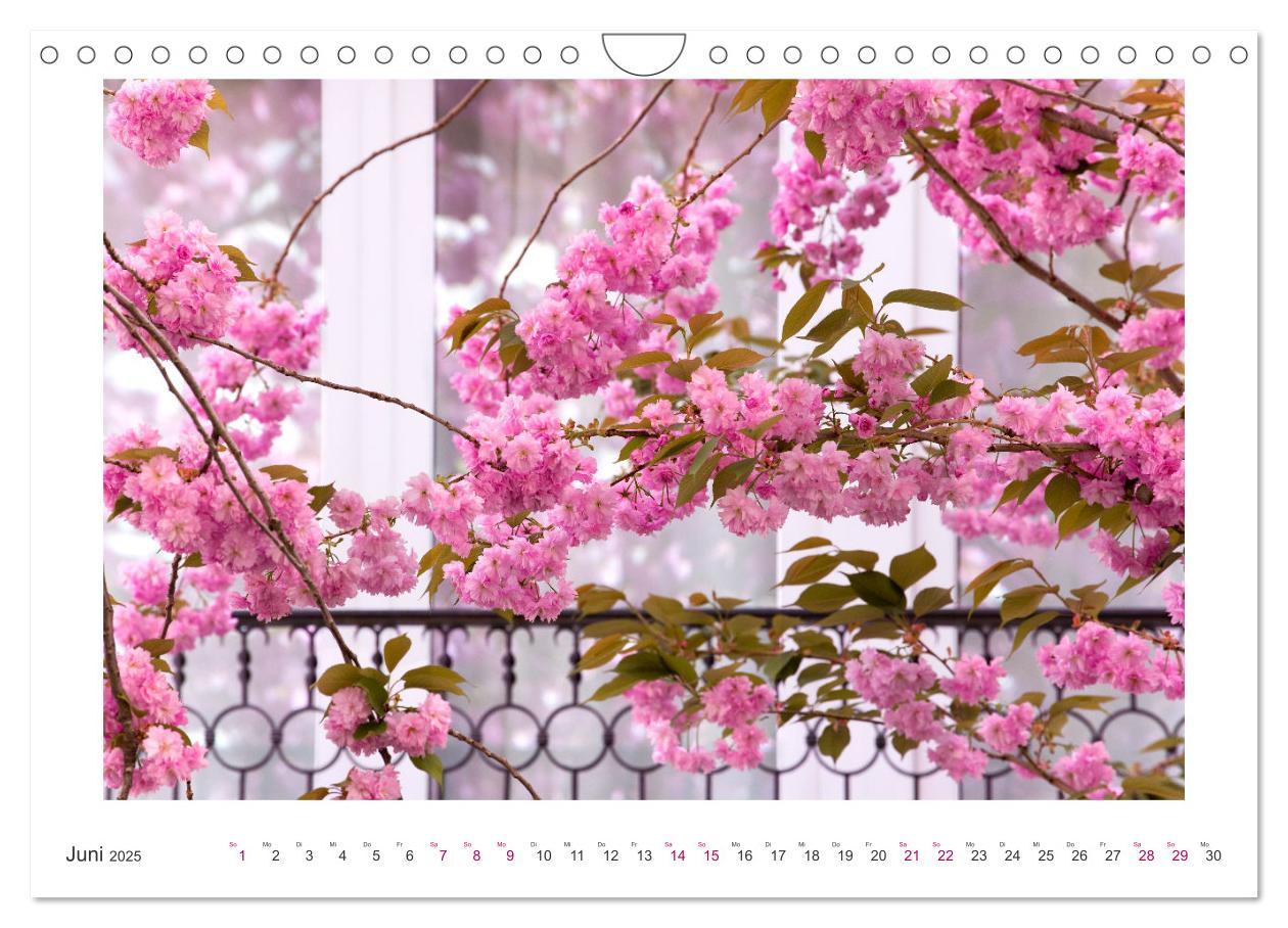 Bild: 9783457128084 | Japanische Kirschblüte in Bonn (Wandkalender 2025 DIN A4 quer),...