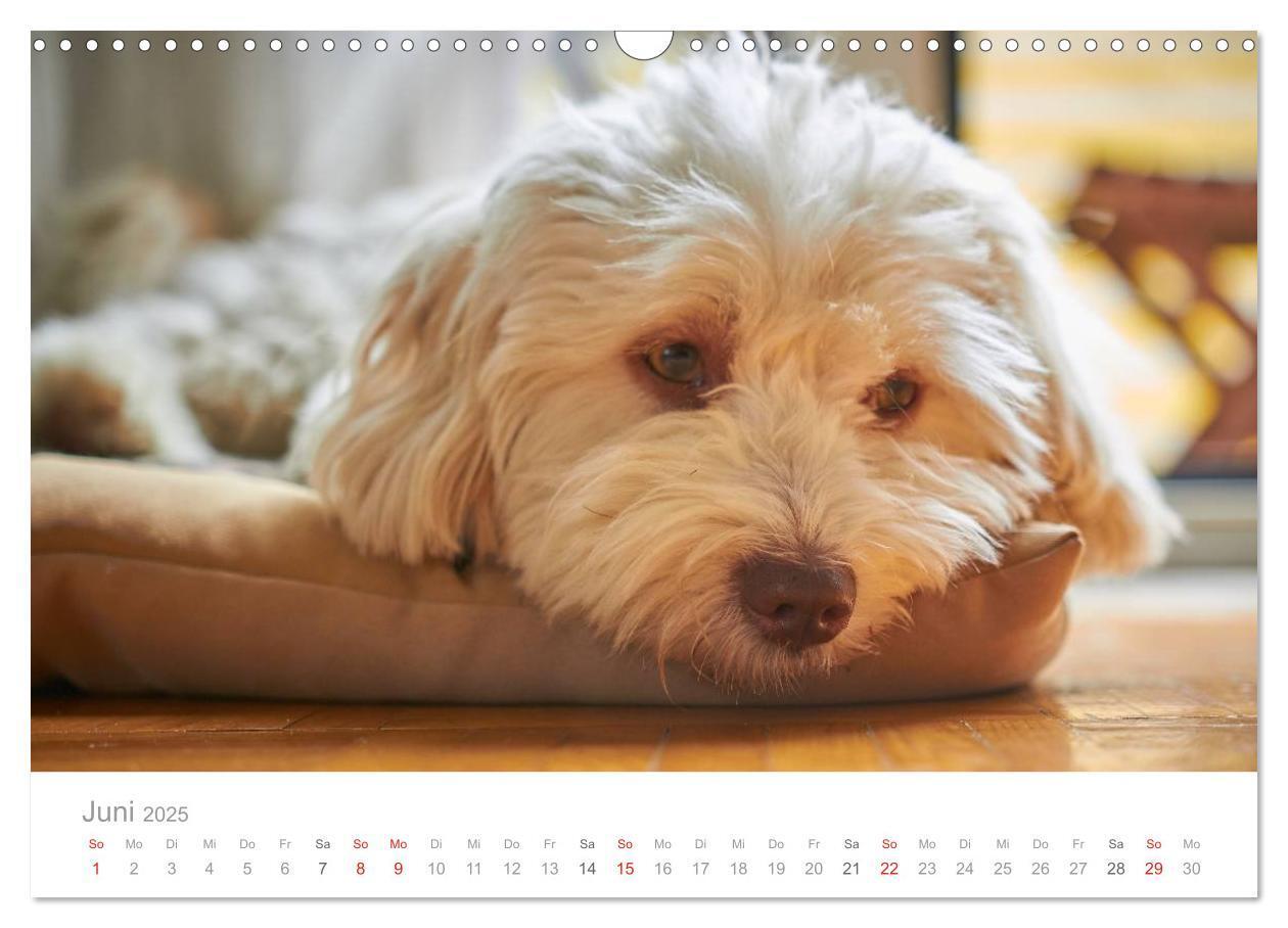 Bild: 9783435503711 | Havaneser - Herz aus Gold (Wandkalender 2025 DIN A3 quer), CALVENDO...