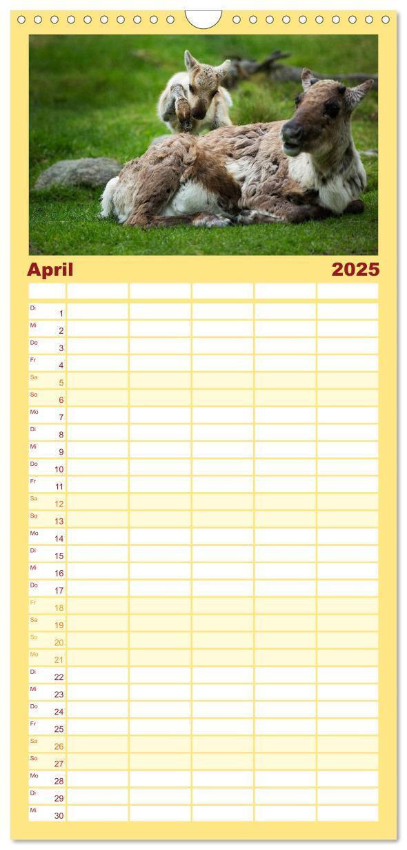 Bild: 9783457115589 | Familienplaner 2025 - Tierbabys 2025 mit 5 Spalten (Wandkalender,...