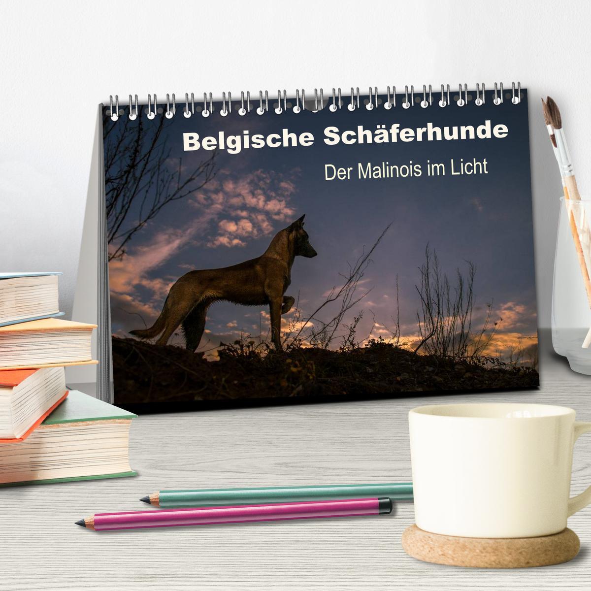 Bild: 9783435633012 | Belgische Schäferhunde - Der Malinois im Licht (Tischkalender 2025...