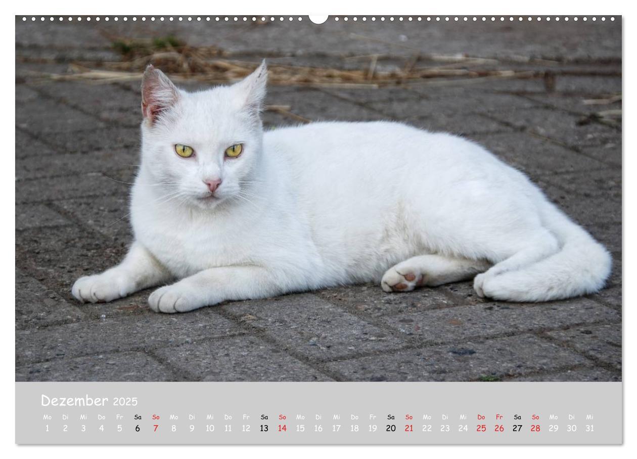 Bild: 9783435784752 | Katzen des Südens (hochwertiger Premium Wandkalender 2025 DIN A2...