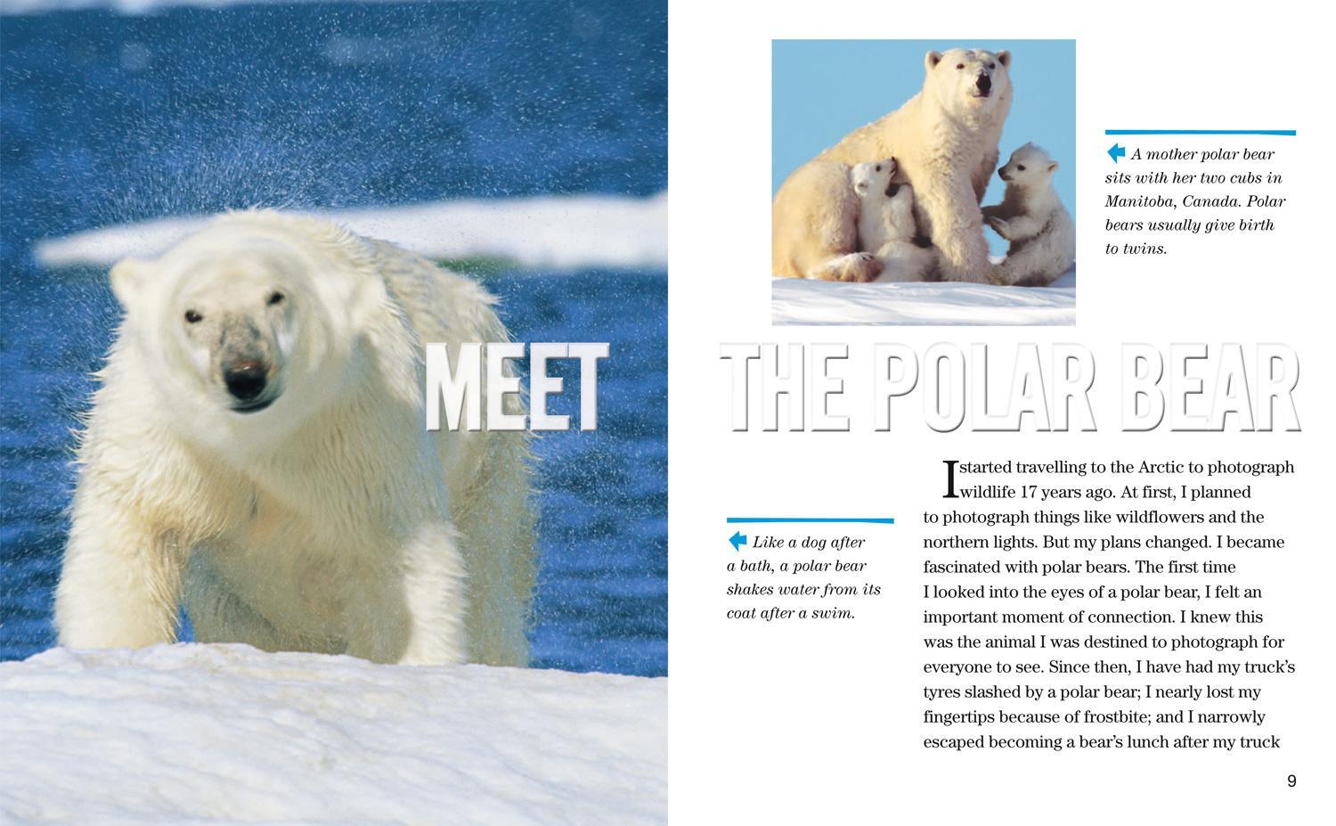 Bild: 9780008358105 | Face to Face with Polar Bears | Level 5 | Norbert Rosing (u. a.)
