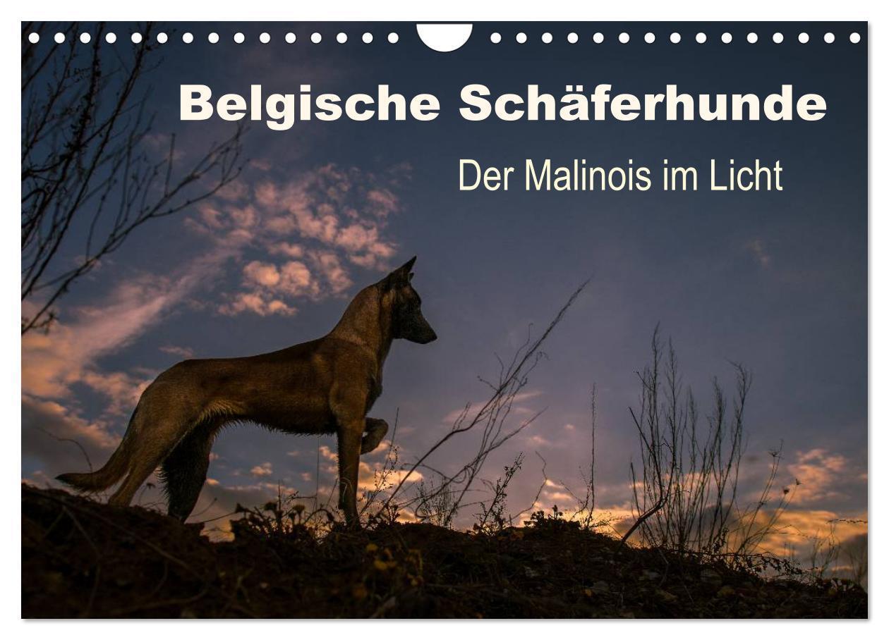 Cover: 9783675585577 | Belgische Schäferhunde - Der Malinois im Licht (Wandkalender 2024...