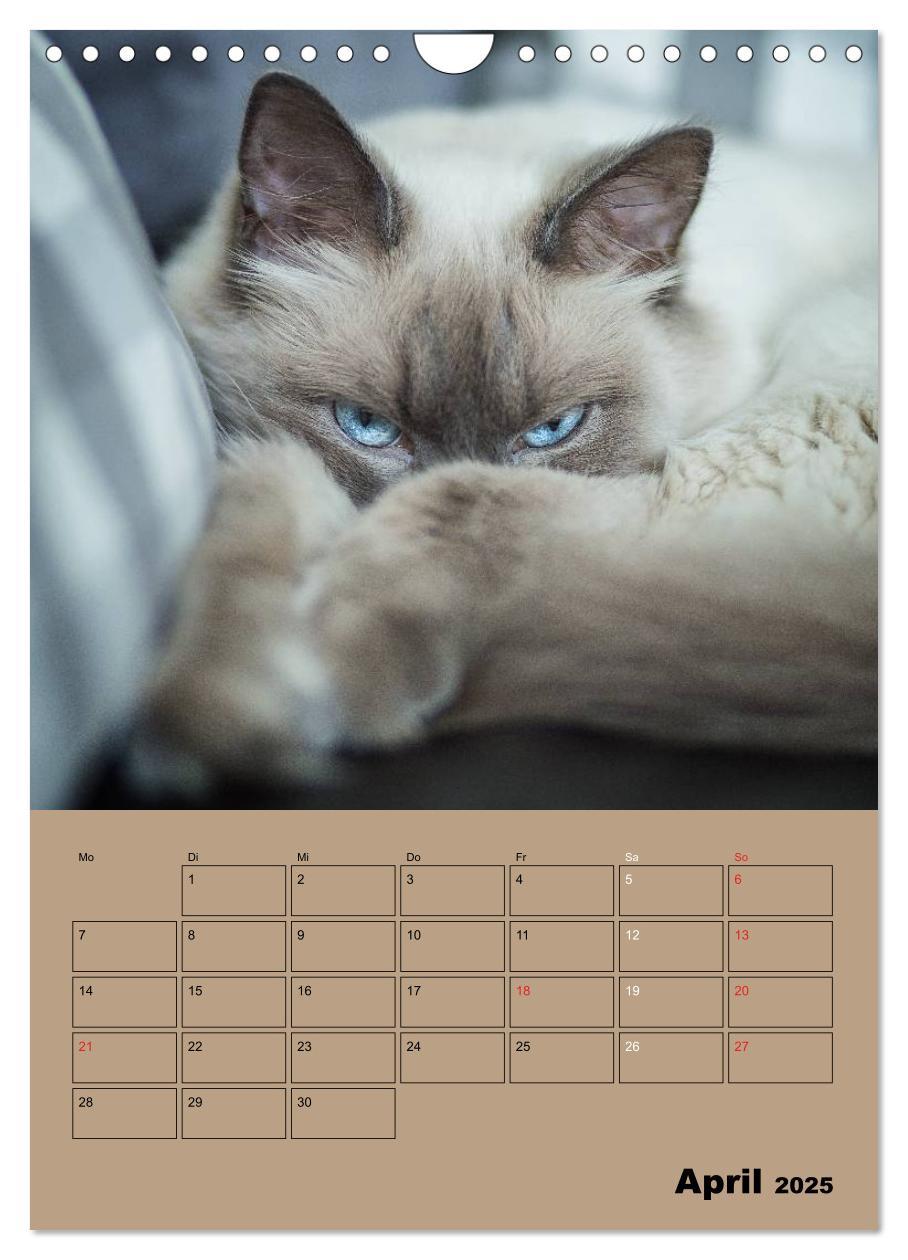 Bild: 9783457013250 | Ragdolls zum Verlieben (Wandkalender 2025 DIN A4 hoch), CALVENDO...