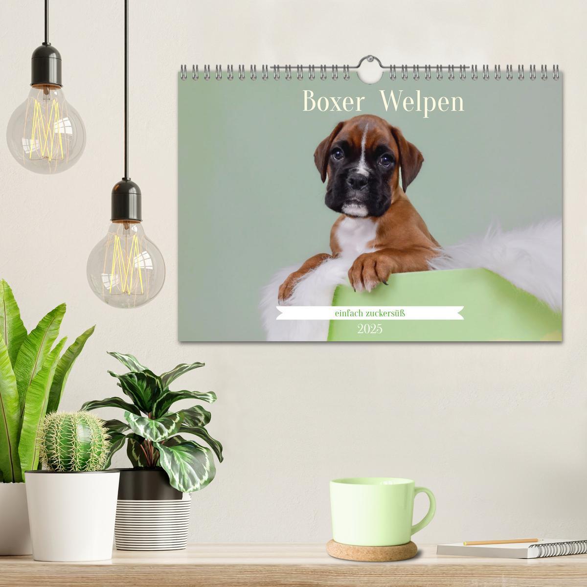 Bild: 9783457226100 | Boxer Welpen einfach zuckersüß (Wandkalender 2025 DIN A4 quer),...