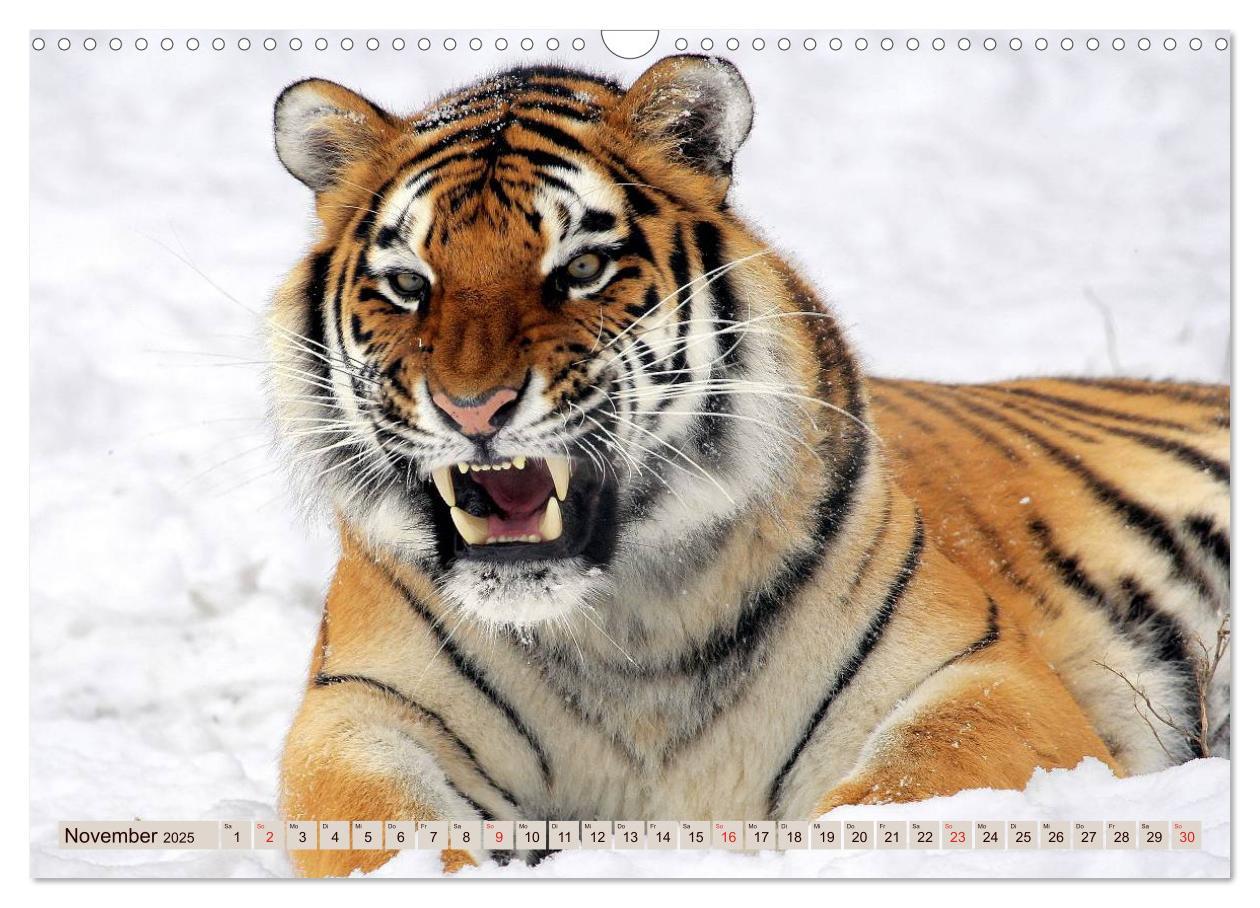 Bild: 9783435738533 | Tiger. Gestreift, wild u. schön (Wandkalender 2025 DIN A3 quer),...