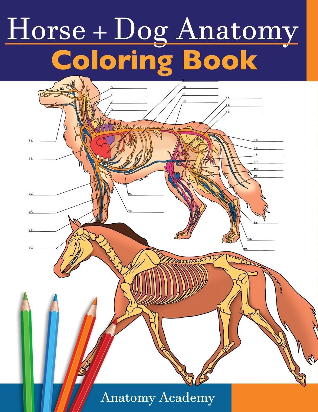 Cover: 9781914207082 | Horse + Dog Anatomy Coloring Book | Anatomy Academy | Taschenbuch