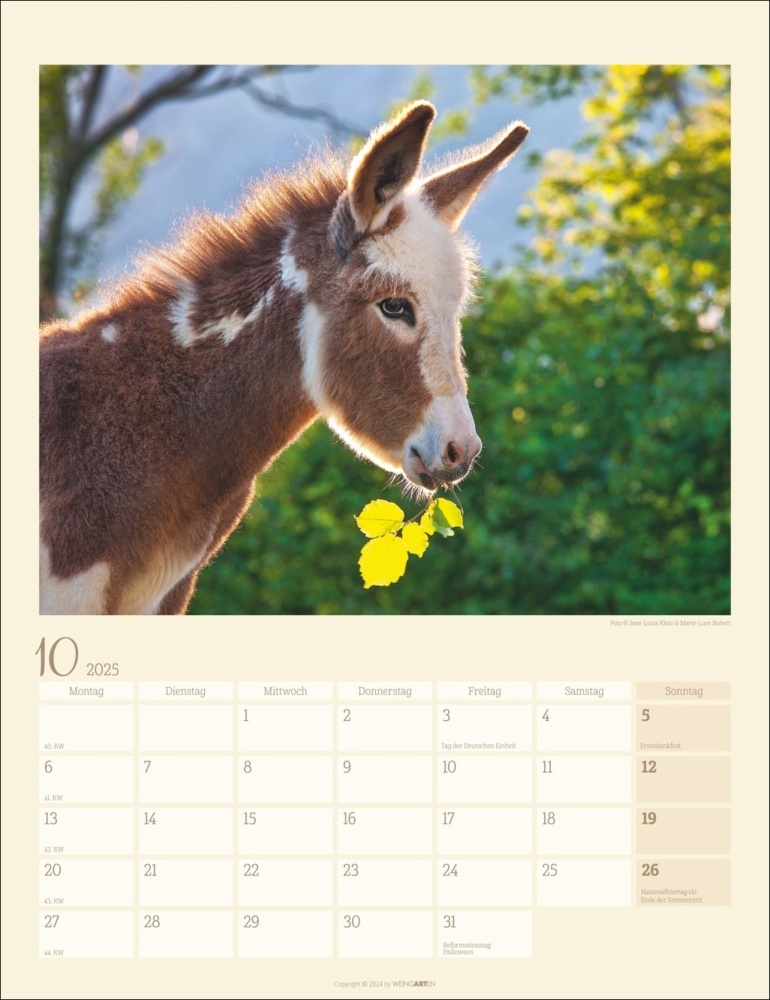 Bild: 9783839900451 | Esel Kalender 2025 | Marie-Luce Hubert (u. a.) | Kalender | 14 S.