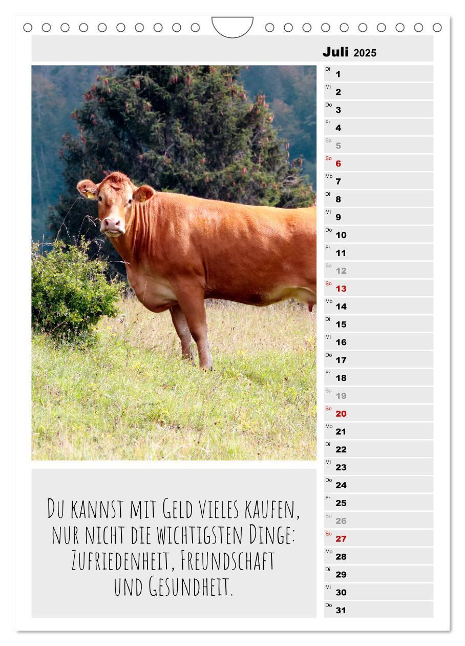 Bild: 9783435894338 | Coole Rindviecher (Wandkalender 2025 DIN A4 hoch), CALVENDO...