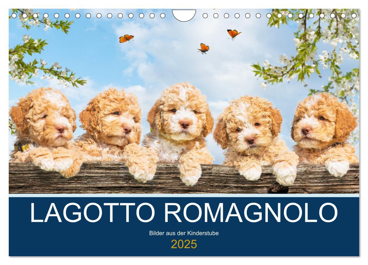 Cover: 9783435028580 | Lagotto Romagnolo - Bilder aus der Kinderstube (Wandkalender 2025...