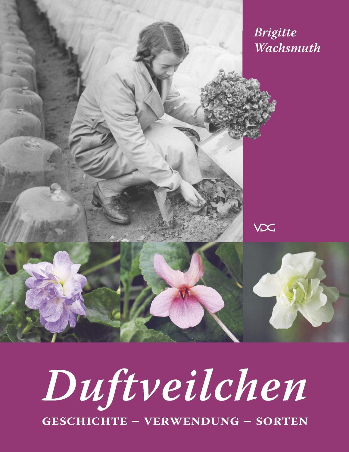 Cover: 9783897399105 | Duftveilchen | Geschichte - Verwendung - Sorten | Brigitte Wachsmuth