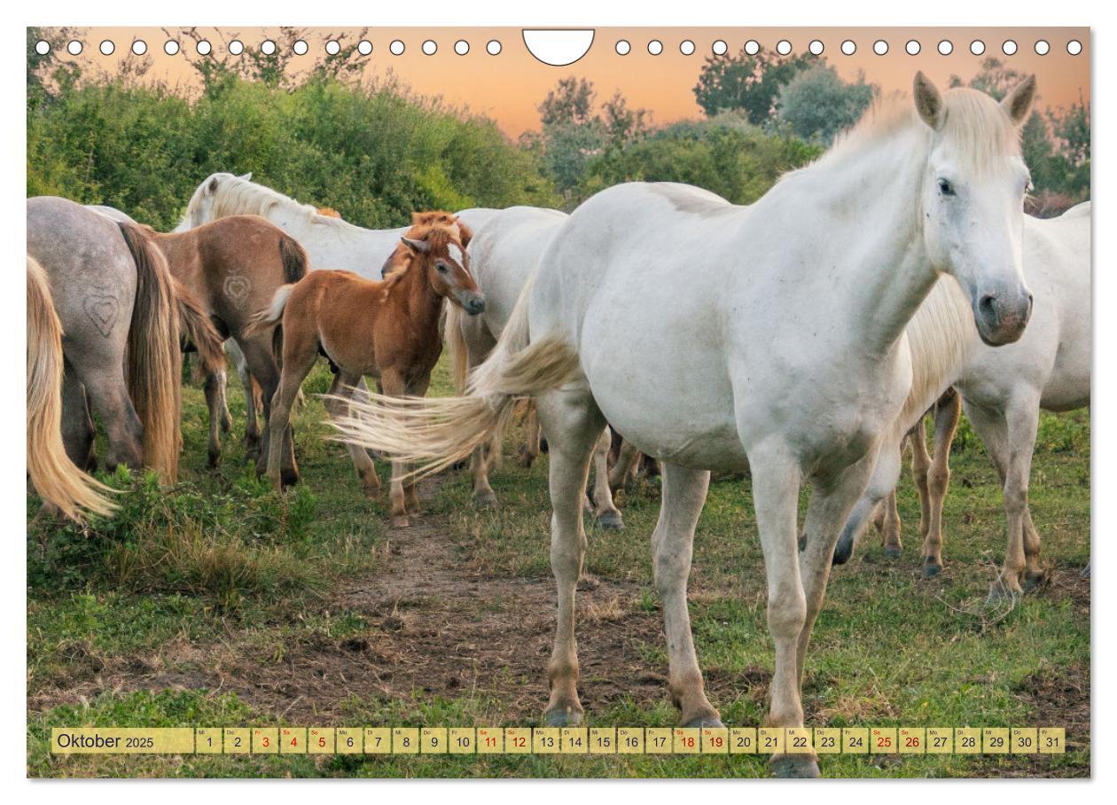 Bild: 9783383828287 | Die wilden Pferde der Camargue (Wandkalender 2025 DIN A4 quer),...