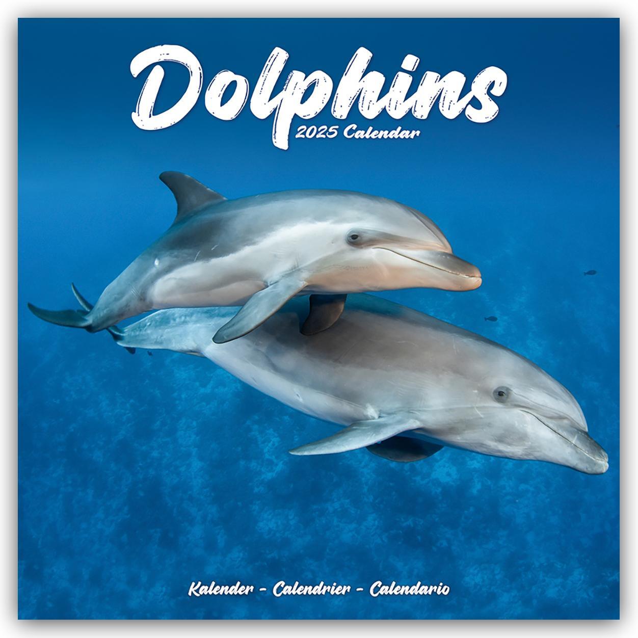 Cover: 9781804604304 | Dolphins - Delfine - Delphine 2025 - 16-Monatskalender | Ltd | 13 S.