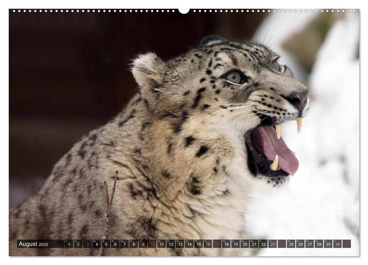 Bild: 9783435719440 | Raubkatzen. Wild, schön und kraftvoll (Wandkalender 2025 DIN A2...