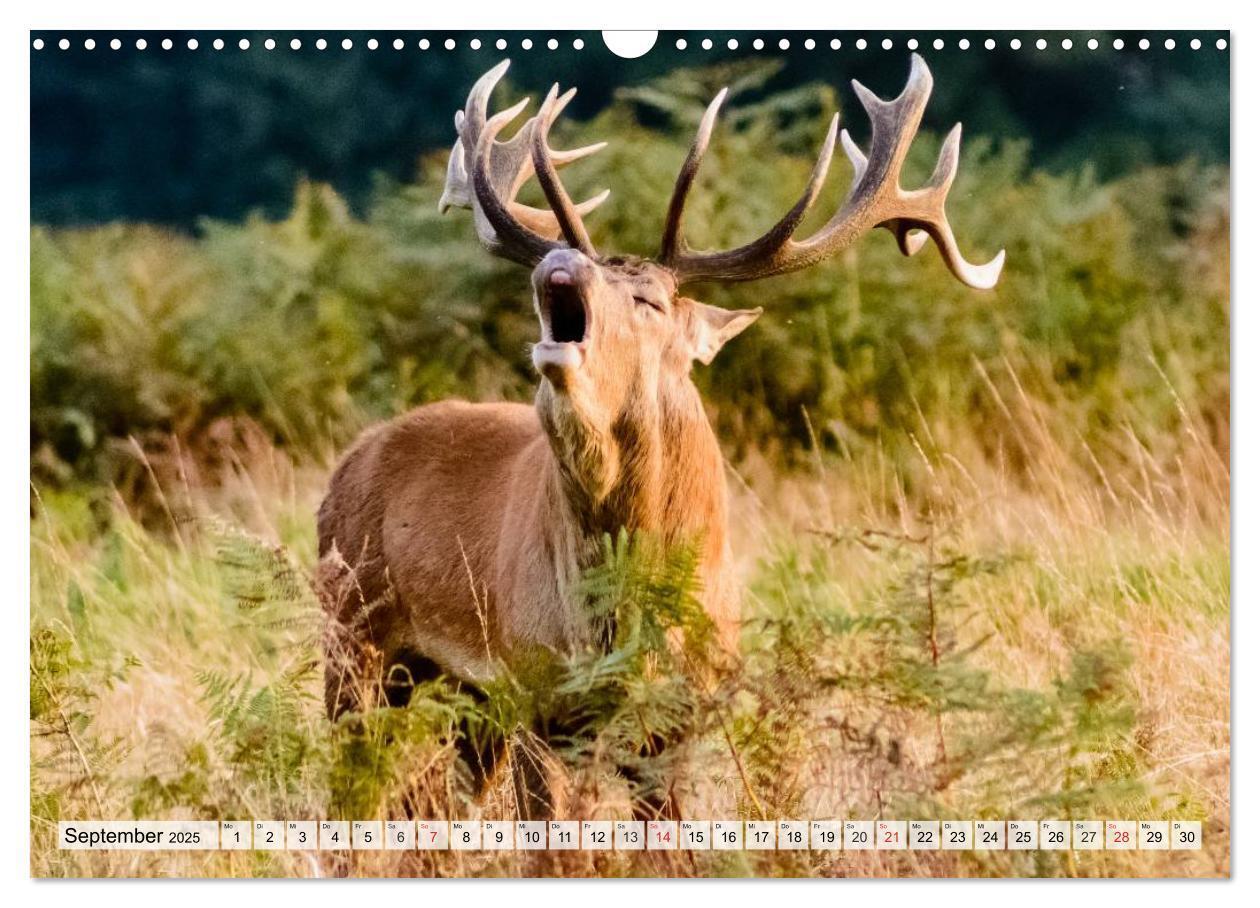 Bild: 9783435605927 | Wildtiere. Heimische Schönheiten (Wandkalender 2025 DIN A3 quer),...