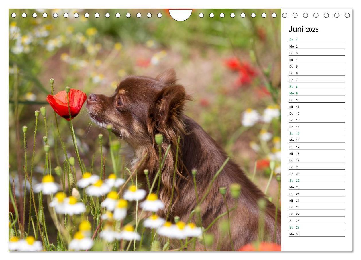 Bild: 9783435557295 | Chihuahuas - kleine Herzensbrecher (Wandkalender 2025 DIN A4 quer),...