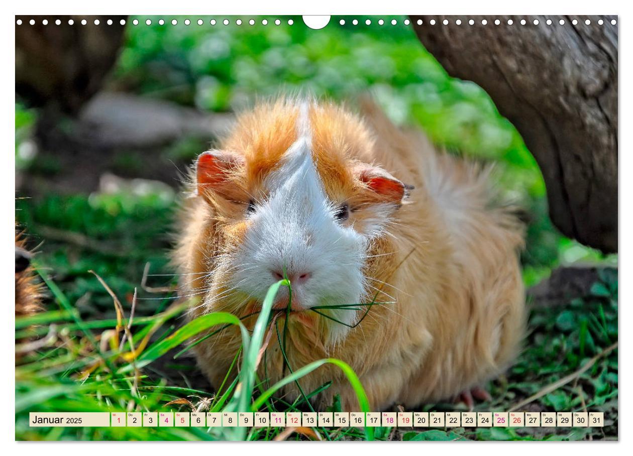 Bild: 9783435364930 | Meerschweinchen - so süß (Wandkalender 2025 DIN A3 quer), CALVENDO...