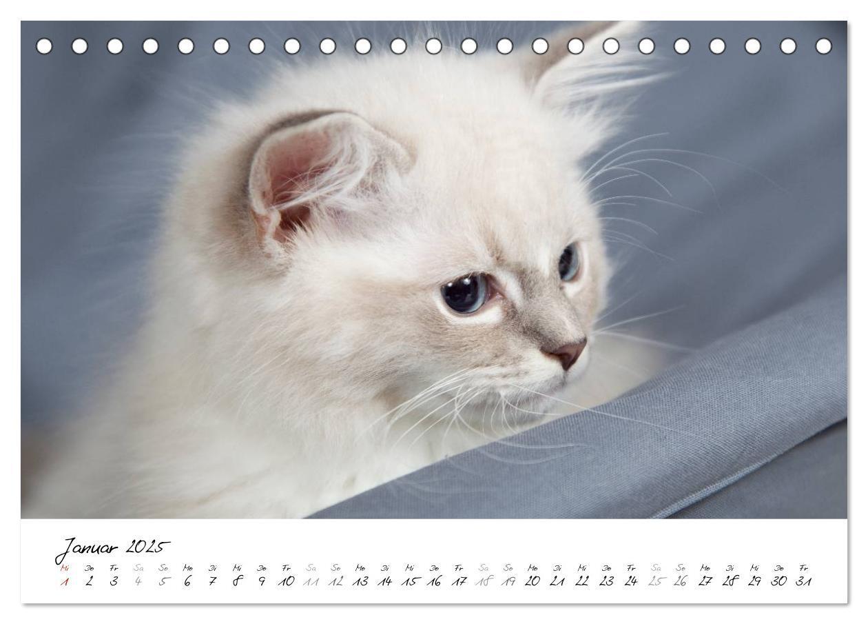 Bild: 9783435755318 | Ragdoll Kitten (Tischkalender 2025 DIN A5 quer), CALVENDO...