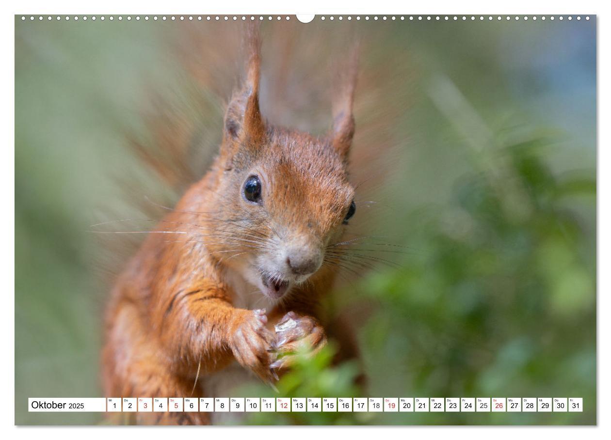 Bild: 9783435665587 | Eichhörnchen im Königlichen Garten (hochwertiger Premium...