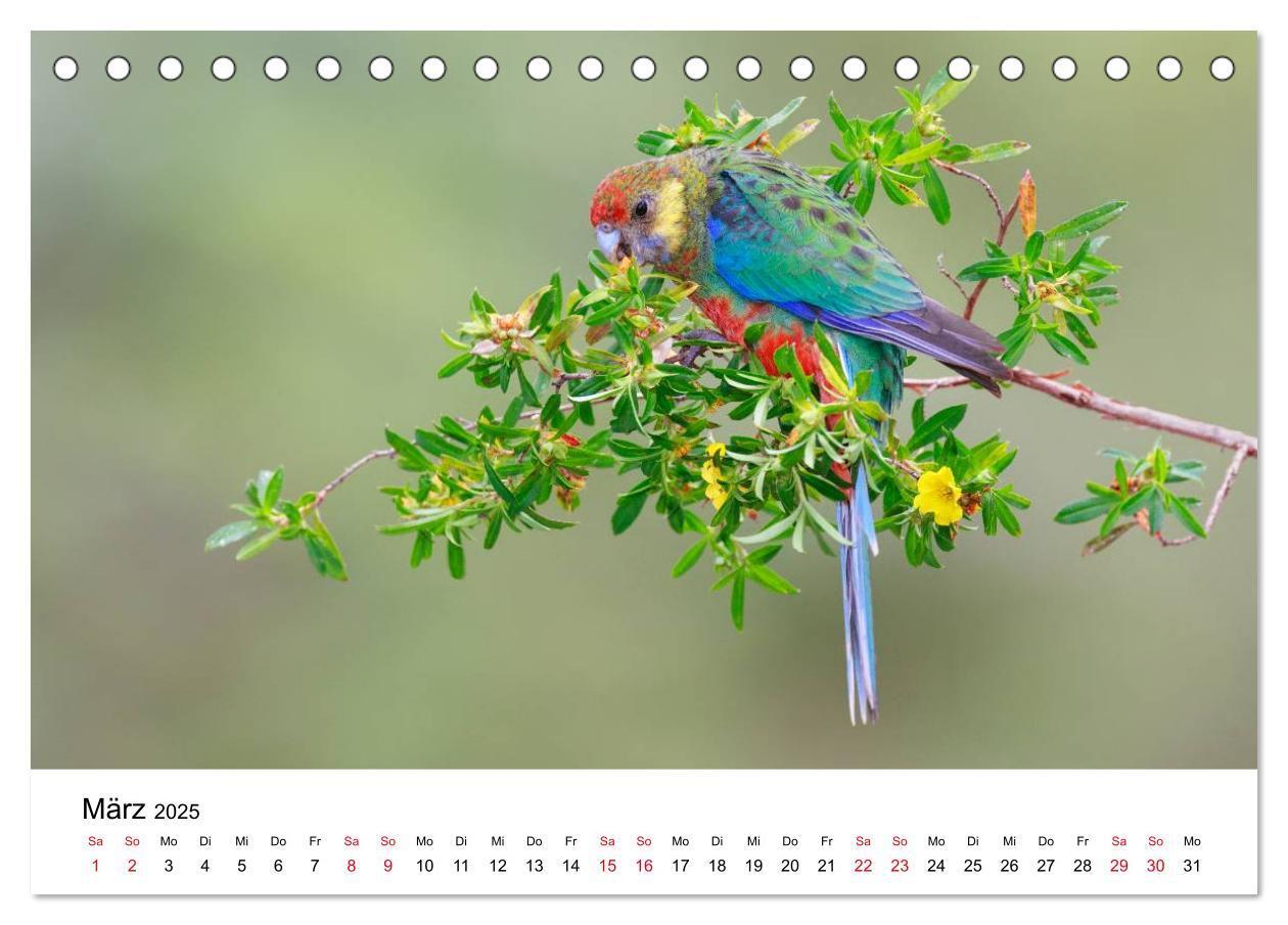 Bild: 9783435612239 | Australische Papageien (Tischkalender 2025 DIN A5 quer), CALVENDO...