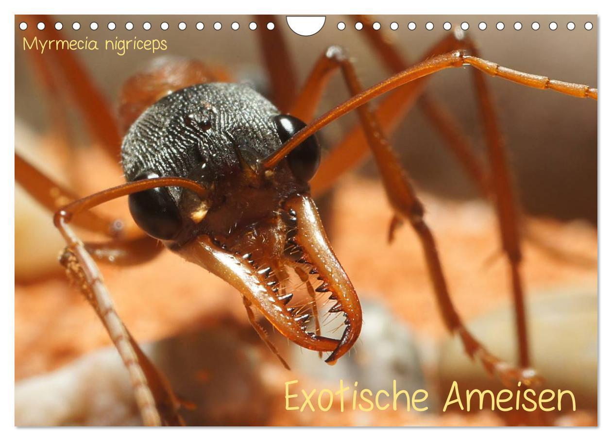 Cover: 9783383551871 | Exotische Ameisen (Wandkalender 2024 DIN A4 quer), CALVENDO...