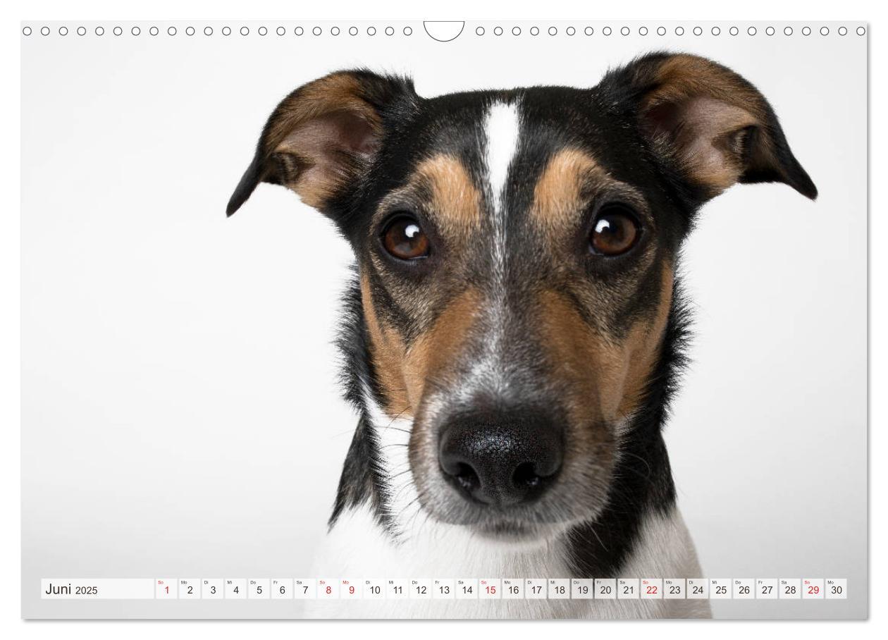 Bild: 9783435254682 | Kleine Hunde - Große Blicke (Wandkalender 2025 DIN A3 quer),...