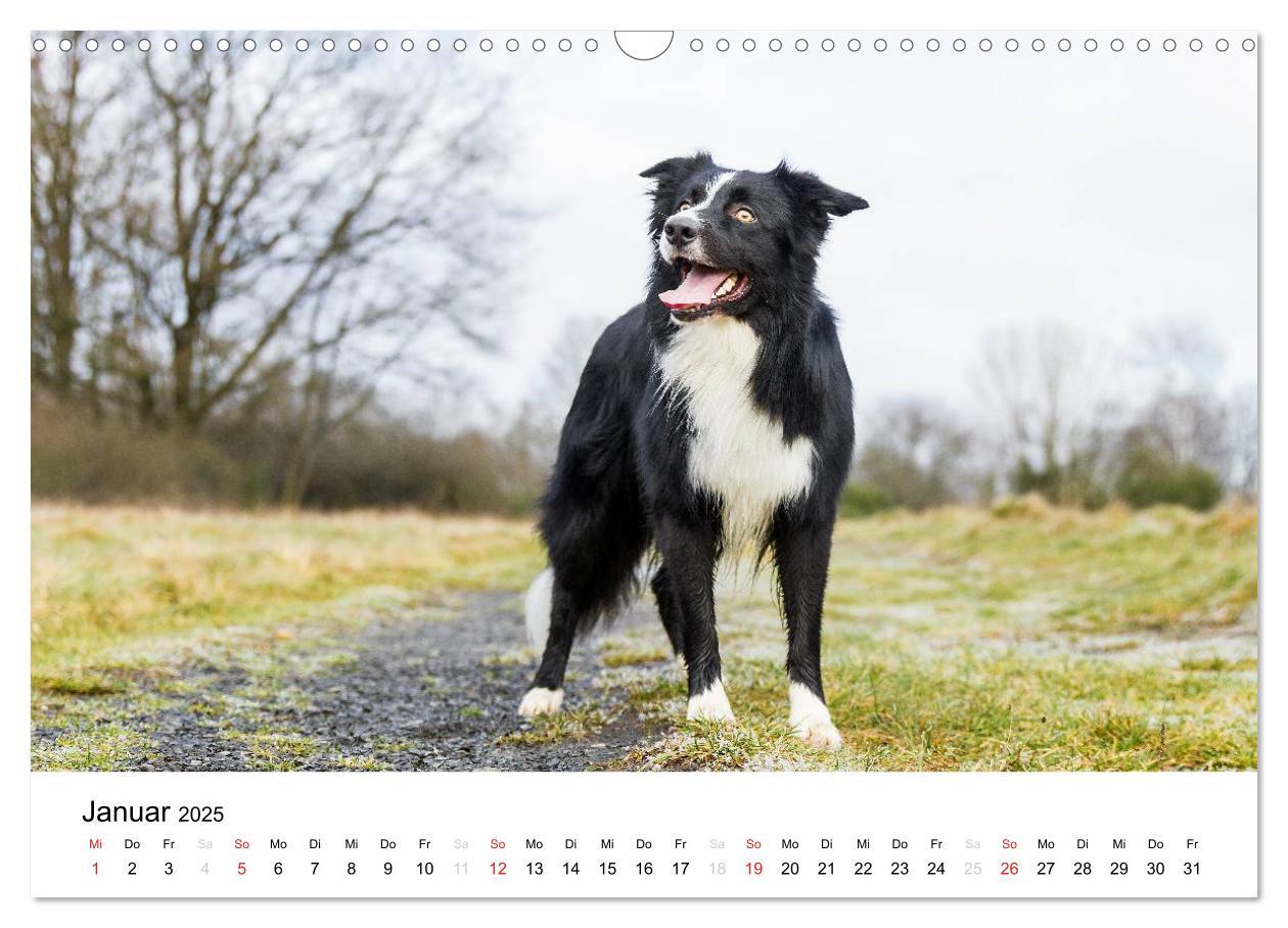 Bild: 9783435577750 | Border Collies 2025 (Wandkalender 2025 DIN A3 quer), CALVENDO...