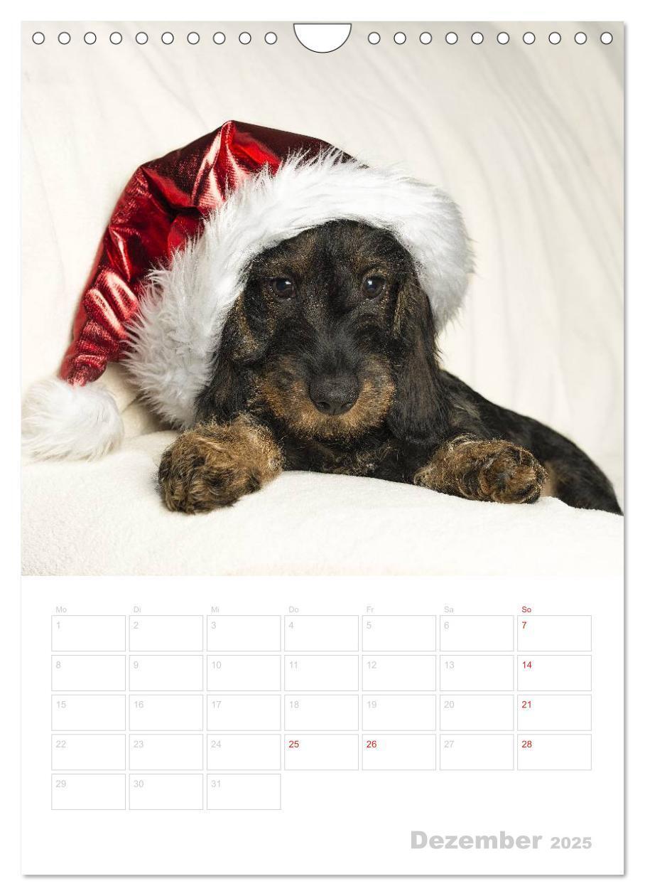 Bild: 9783457014554 | Der Dackel - mein kleiner Freund (Wandkalender 2025 DIN A4 hoch),...