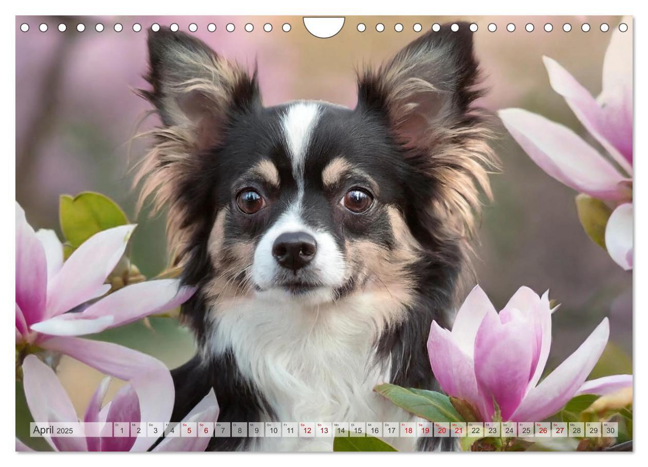 Bild: 9783383811456 | Chihuahuas - Kleine Hunde - große Temperamentbündel (Wandkalender...