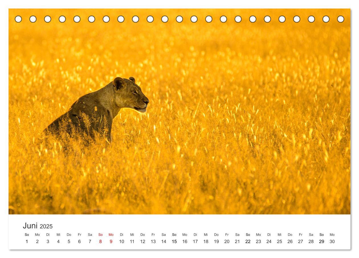 Bild: 9783383956713 | Botswana - Grandiose Wildnis (Tischkalender 2025 DIN A5 quer),...