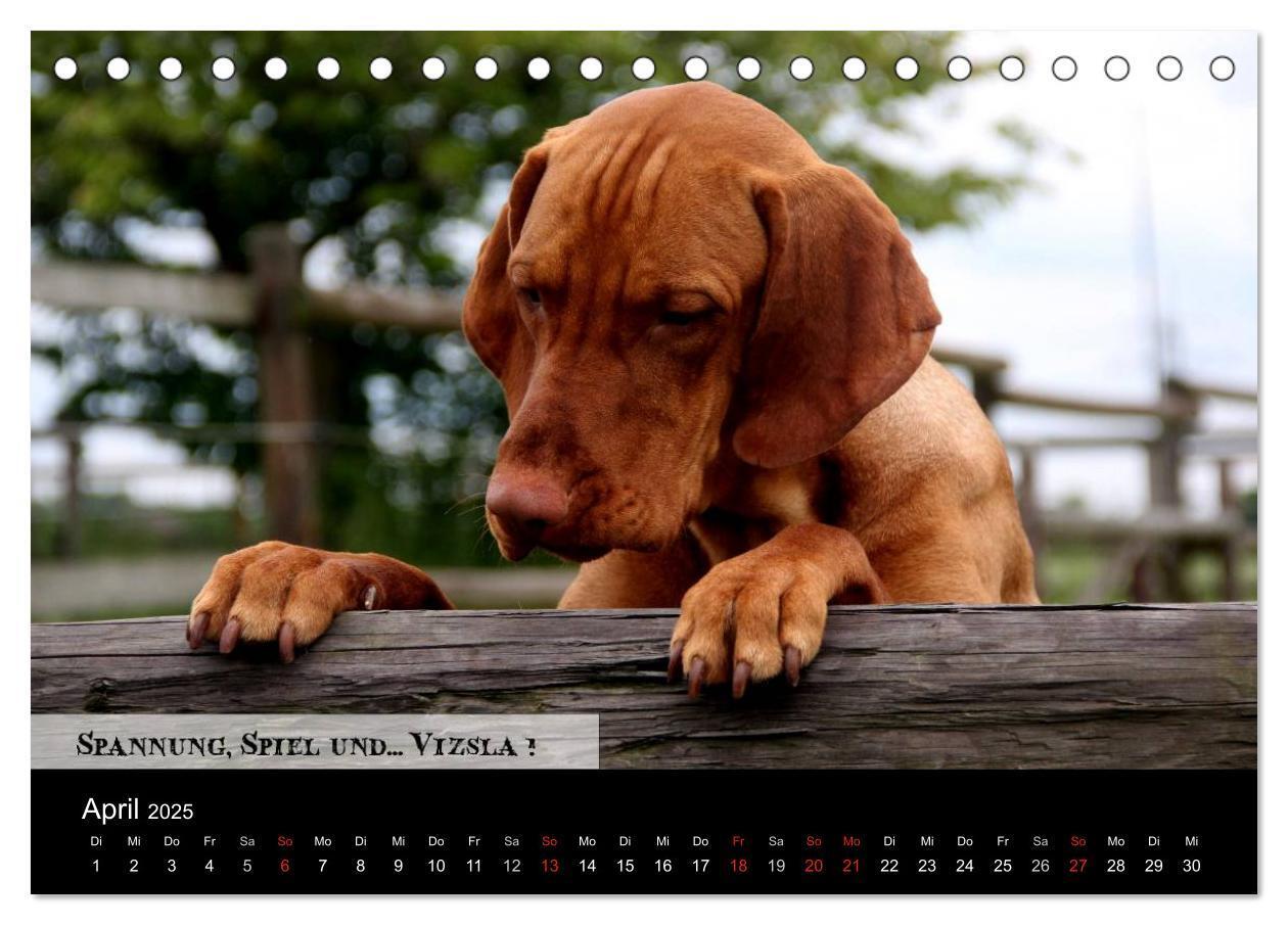 Bild: 9783435518708 | Magyar Vizsla - Zauberhafte Kobolde (Tischkalender 2025 DIN A5...