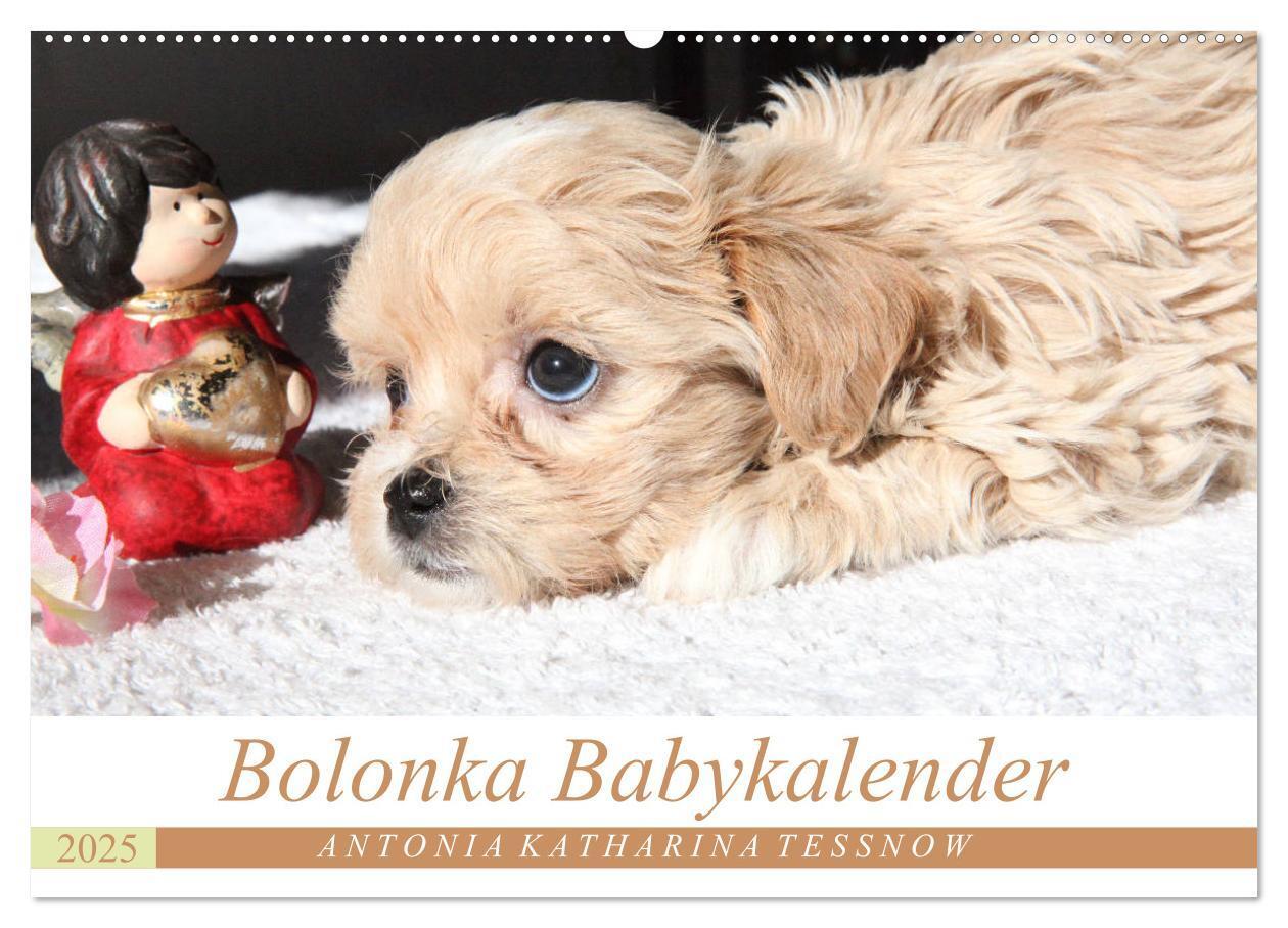 Cover: 9783435415342 | Bolonka Babykalender 2025 (Wandkalender 2025 DIN A2 quer), CALVENDO...