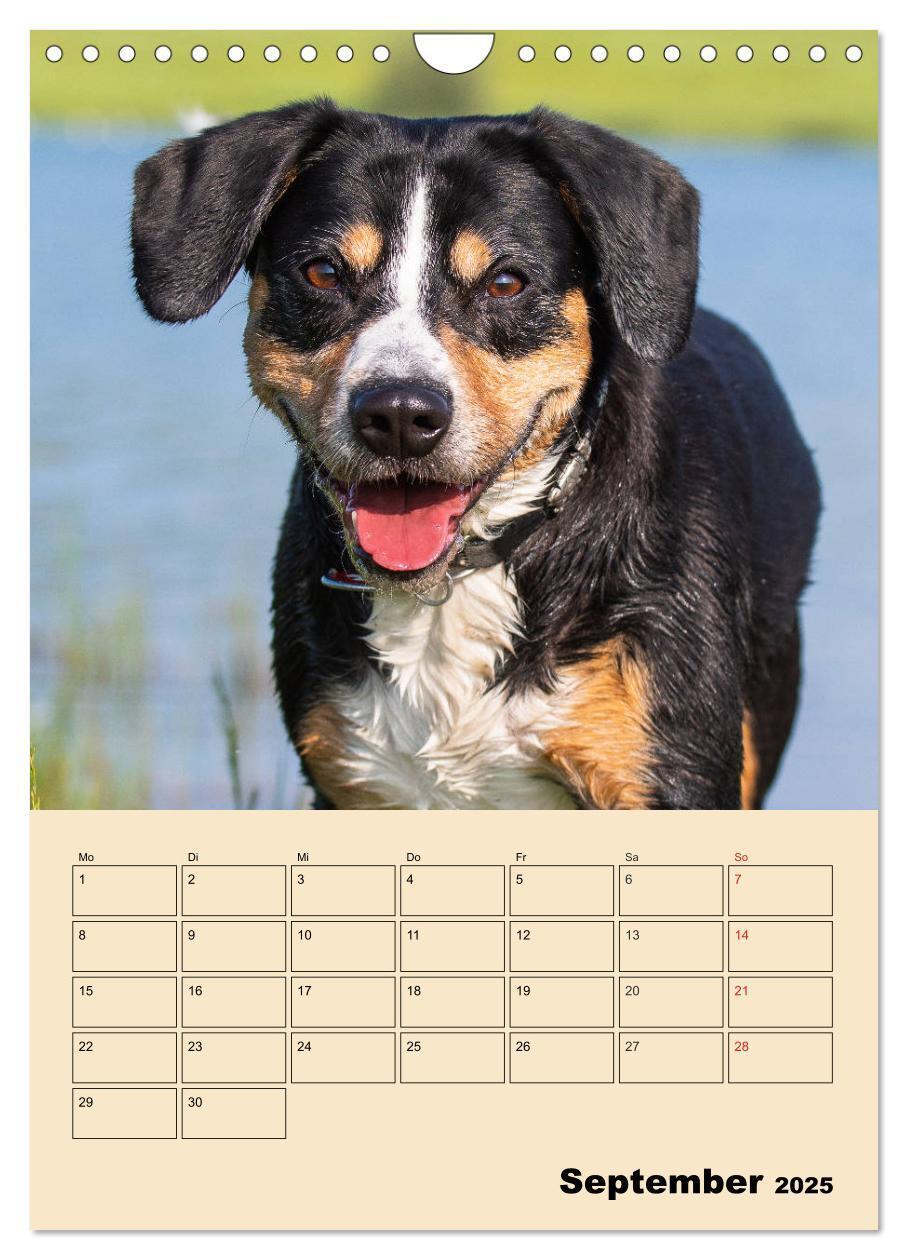 Bild: 9783435959198 | Jahresplaner Entlebucher Sennenhund (Wandkalender 2025 DIN A4...