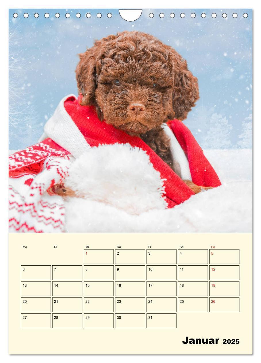 Bild: 9783435952618 | Jahresplaner Lagotto Romagnolo Welpen (Wandkalender 2025 DIN A4...