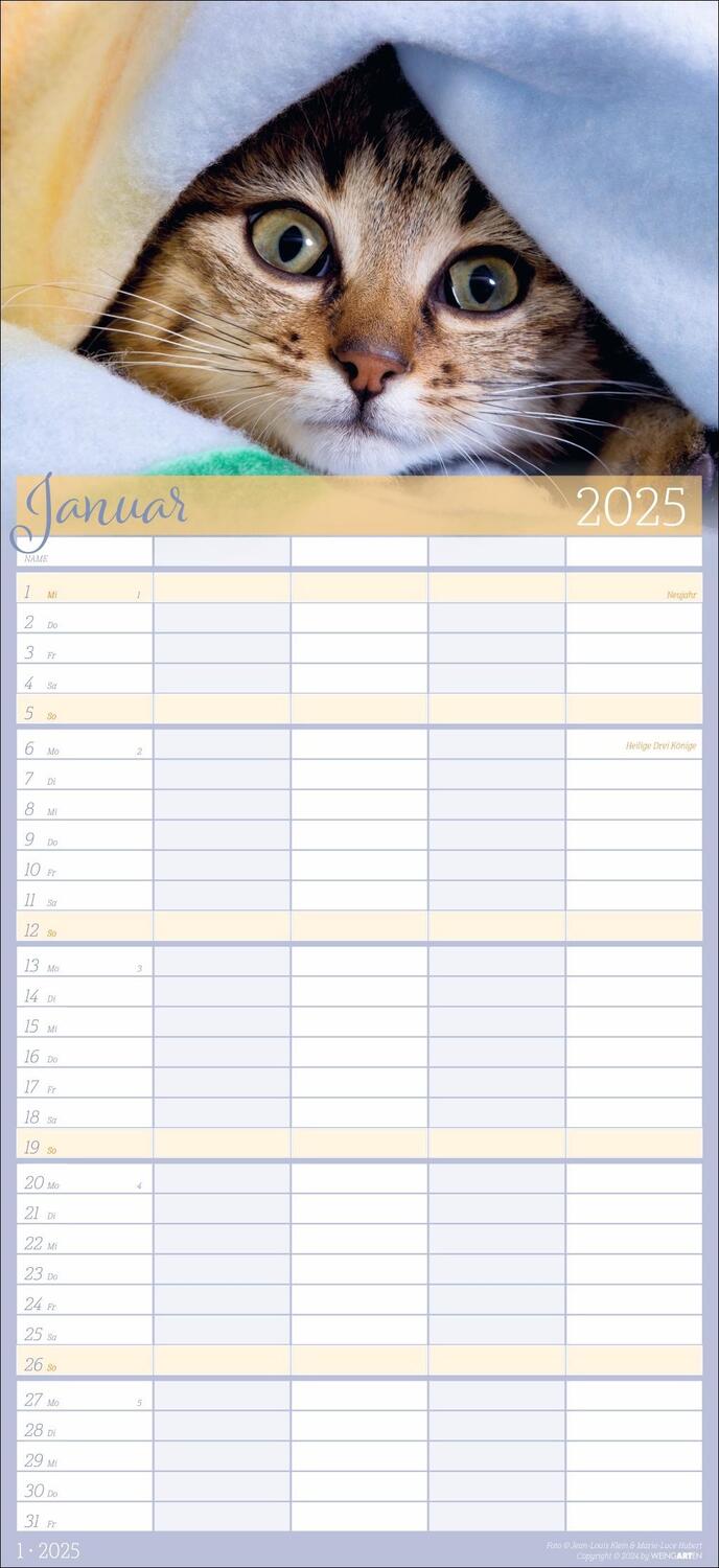 Bild: 9783839901038 | Cool Cats Familienplaner 2025 | Kalender | Spiralbindung | 15 S.