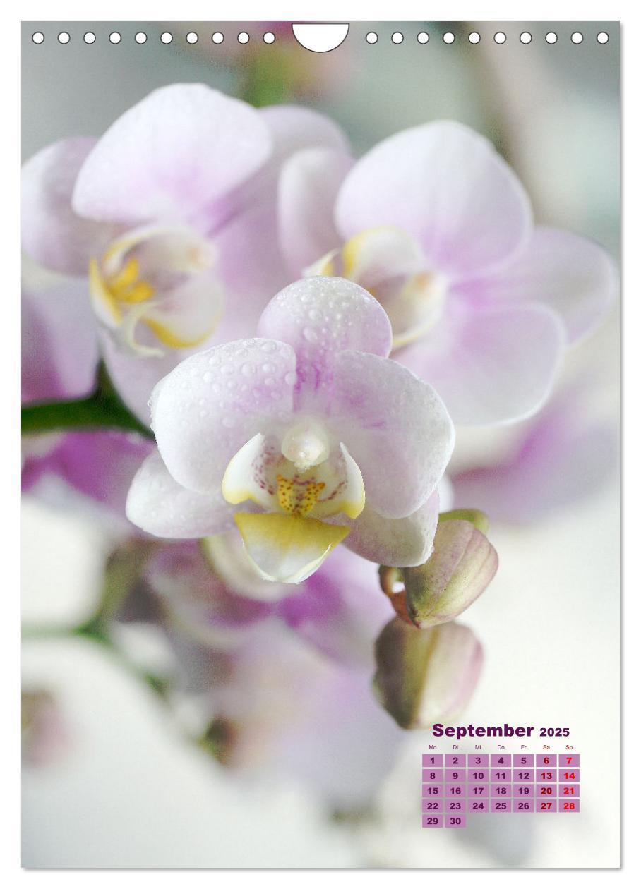 Bild: 9783435903740 | Traumhafte Orchideen (Wandkalender 2025 DIN A4 hoch), CALVENDO...